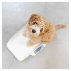 Alecto Babyweegschaal BC-29 -Babyproducten Winkel image 28068